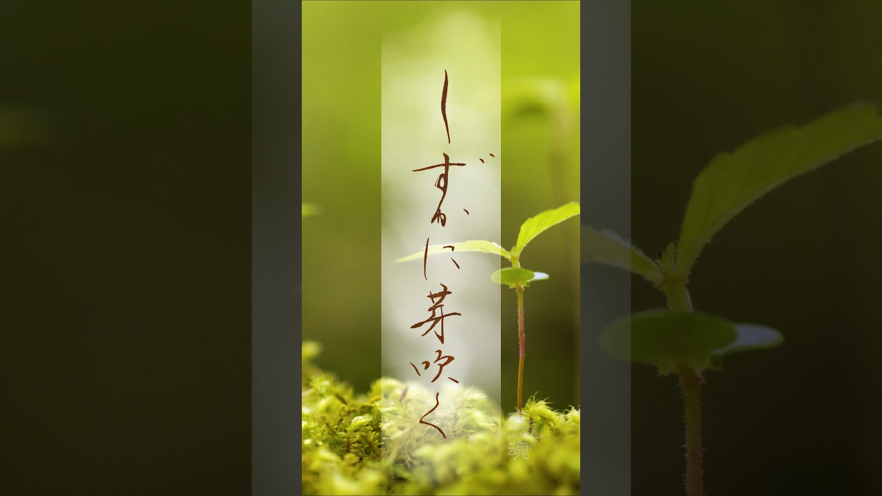 Japanese Calligraphy しずかに芽吹く Quietly Budding Beneath the Cold Wind #書道 #japaneseculture