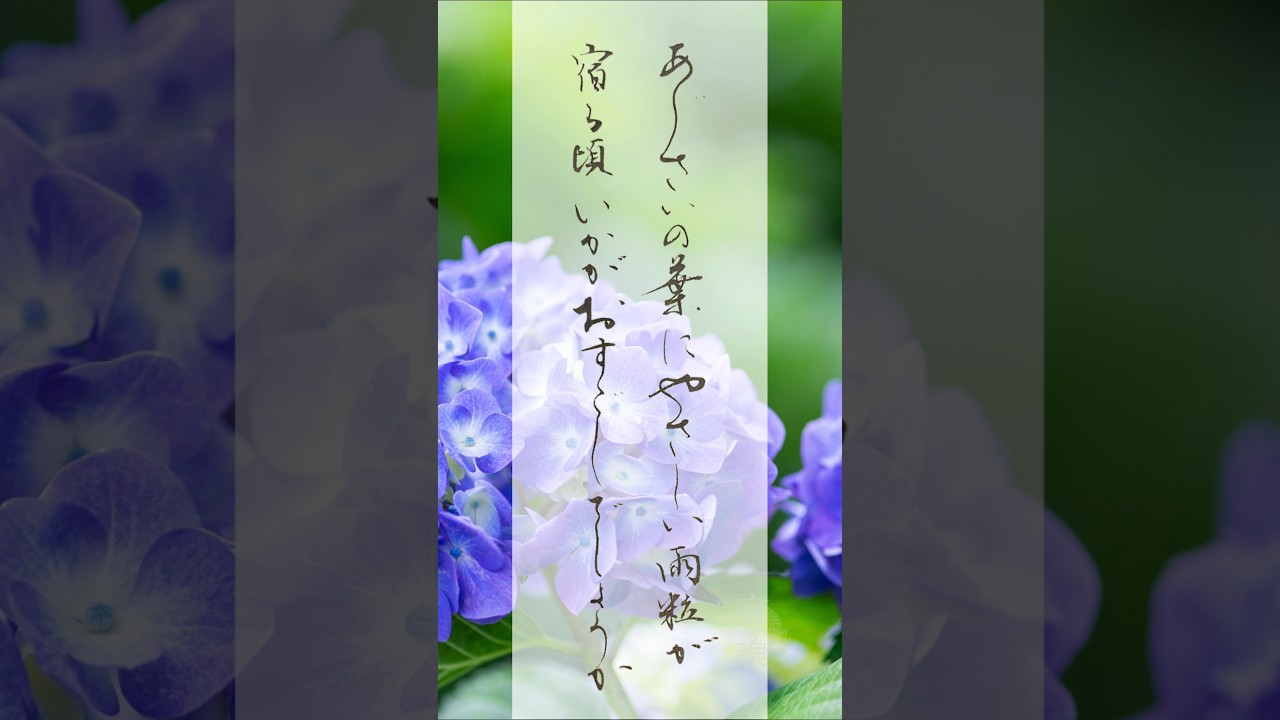 紫陽花の葉にやさしい雨粒が宿る頃｜癒しの書道 #japanesecalligraphy #japan